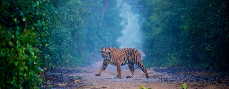 Delhi Corbett Delhi