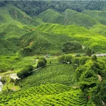 assets/images/assam.jpg