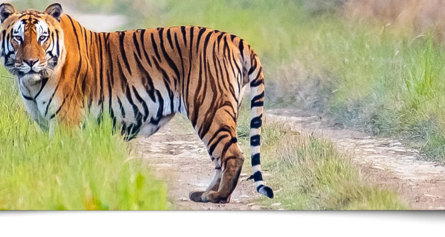 Delhi Corbett Delhi-3N/4D