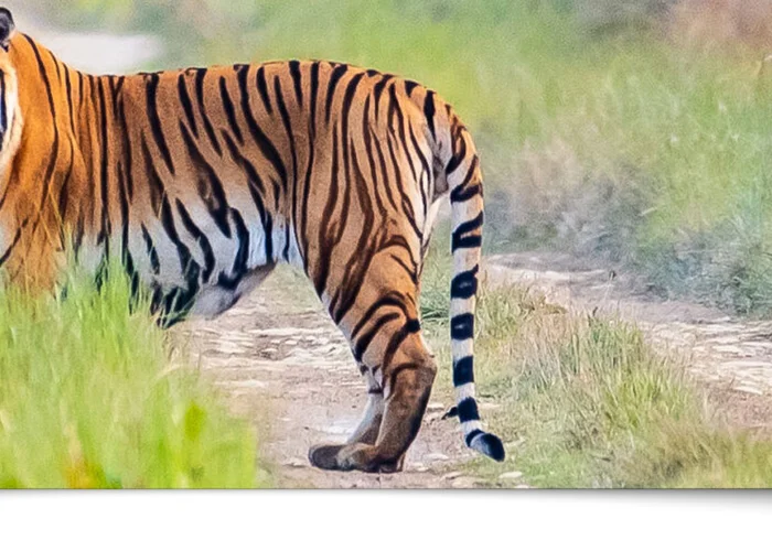 Delhi Corbett Delhi
