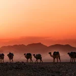 Safari