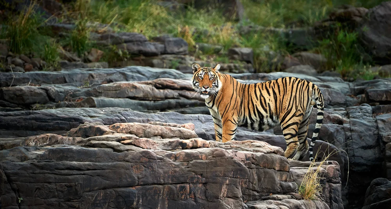 Delhi Mandawa Bikaner Jaisalmer Jodhpur Kumbhalgarh Udaipur Kotah Bundi Ranthambore Jaipur Agra Delhi-15N/16D