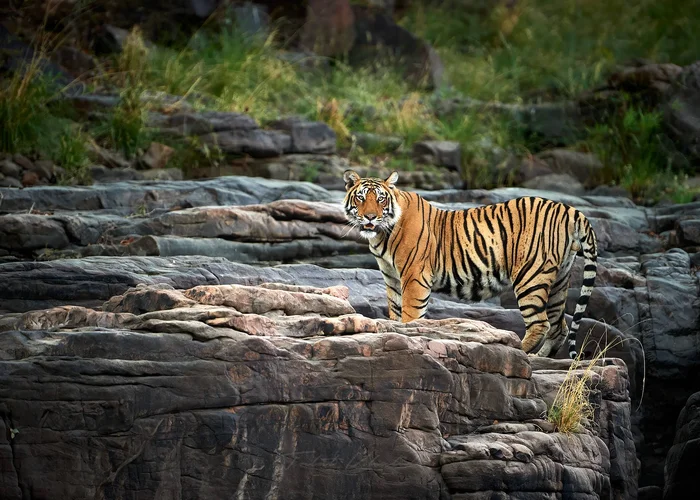 Delhi Mandawa Bikaner Jaisalmer Jodhpur Kumbhalgarh Udaipur Kotah Bundi Ranthambore Jaipur Agra Delhi